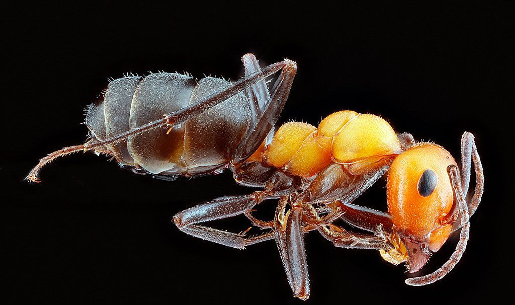 Ant Control service in Fayetteville, AR