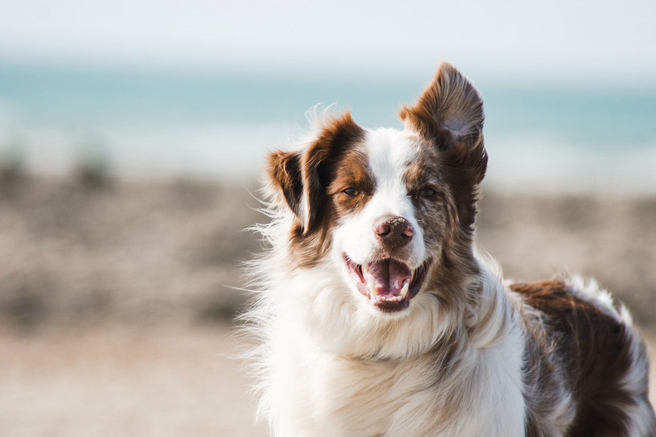 Flea & Tick Control service in Fayetteville, AR
