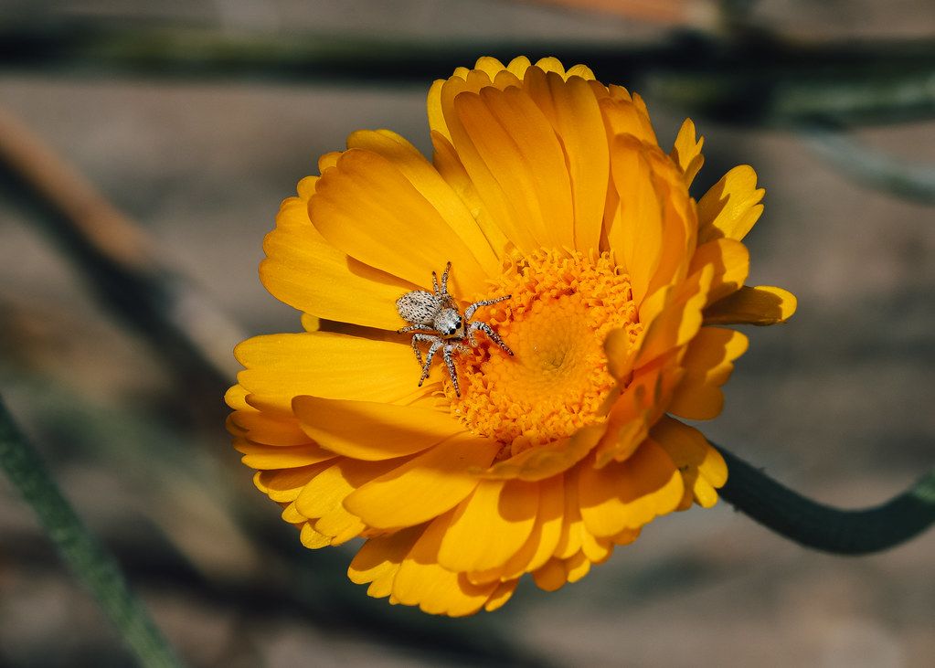 Spider Control service in Fayetteville, AR